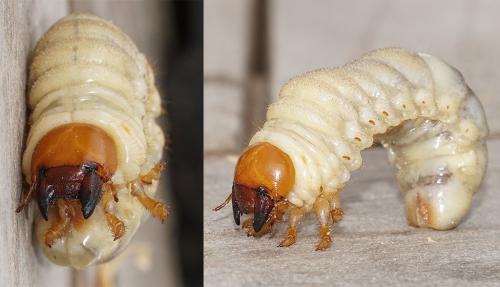 Réf. 251 291 : Lucanus cervus